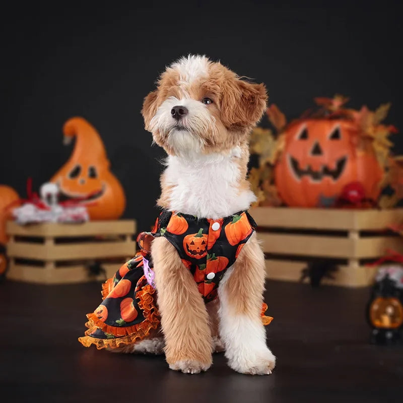 Pumpkin Lace Halloween Pet Dress