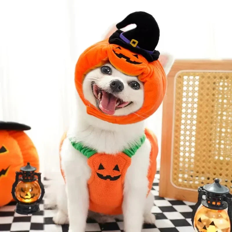 Pumpkin Lantern Pet Costume