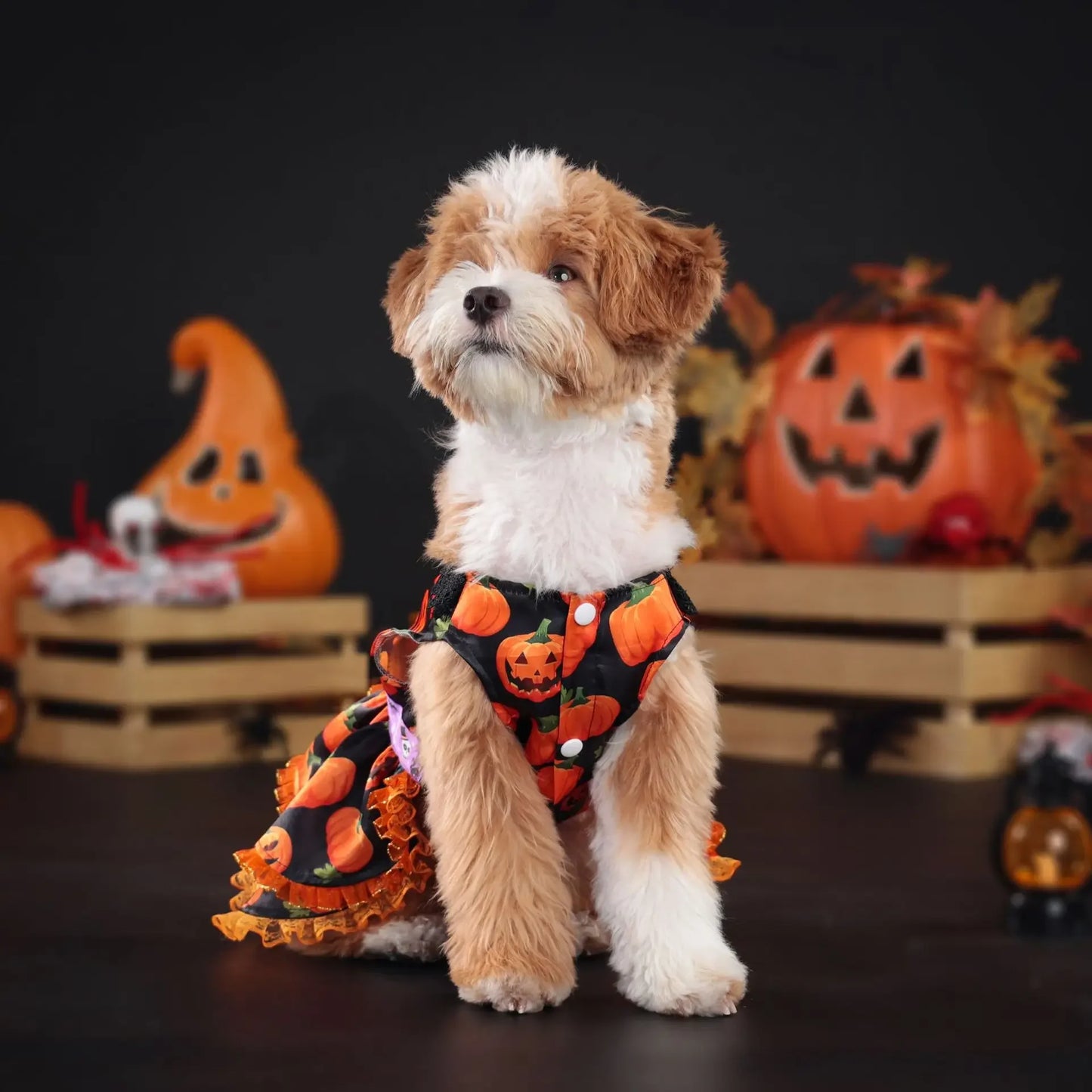 Pumpkin Lace Halloween Pet Dress