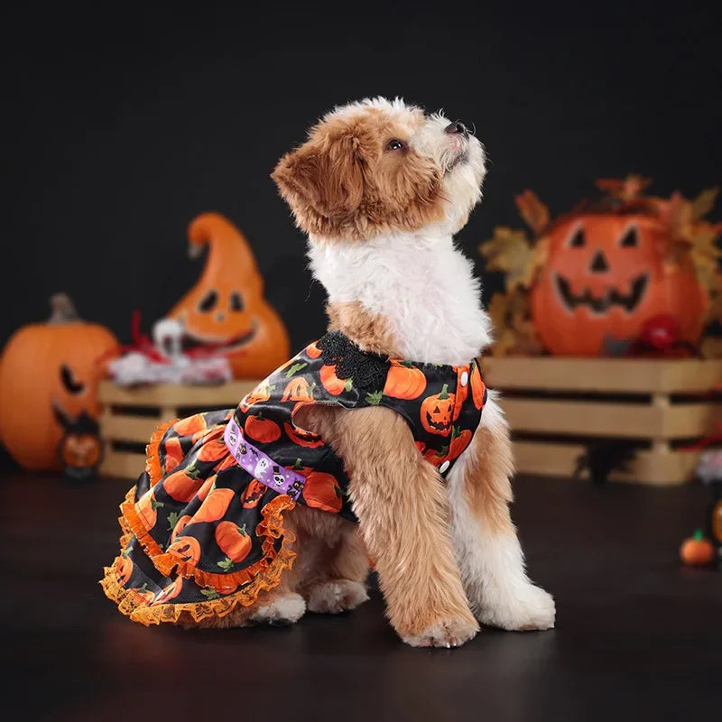 Pumpkin Lace Halloween Pet Dress