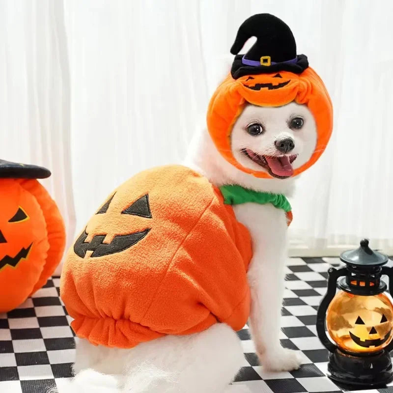 Pumpkin Lantern Pet Costume